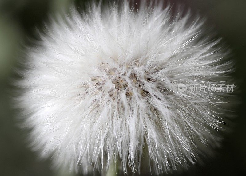 播种蓟(Sonchus sp.)种子泡